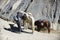 Himalayan horse in Nepal, with a height of over 4000 meters