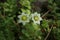 `Himalayan Houseleek` flower - Sempervivella Alba