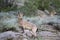 Himalayan Ibex, Capra sibirica hemalayanus, Jispa, Himachal Pradesh