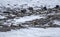 Himalayan Ibex on mountains