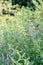 Himalayan indigo Indigofera heterantha a flowering plant