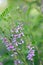 Himalayan indigo Indigofera heterantha flowering plant