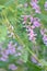 Himalayan indigo Indigofera heterantha pink flowers