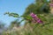 Himalayan indigo indigofera himalayensis flowers