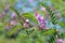 Himalayan indigo indigofera himalayensis flowers