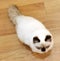Himalayan Kitten Baby Cat Asian Cats Siam Thailand Kitty Babies Kitties Brown Fur Blue Eyes Meow Pet Pets Tiger Grooming Orient