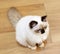 Himalayan Kitten Baby Cat Asian Cats Siam Thailand Kitty Babies Kitties Brown Fur Blue Eyes Meow Pet Pets Tiger Grooming Orient