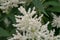 Himalayan knotweed, Koenigia polystachya, inflorescence