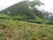 Himalayan Knotweed in Valley of Flowers