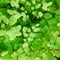 Himalayan maidenhair