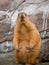 himalayan marmot close up shot rocks