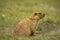 Himalayan Marmot, Marmota himalayana inhabits alpine grasslands throughout the Himalayas and on the Tibetan Plateau Jammu and