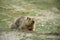 Himalayan marmot, Marmota himalayana at Leh Ladakh