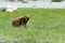 Himalayan marmot at Between Pangong Tso and Chang La Pass in Ladakh, Jammu and Kashmir, India