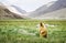 Himalayan marmot standing in grass