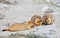 Himalayan marmots