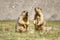 Himalayan marmots pair standing in open grassland, Ladakh, India