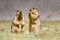 Himalayan marmots pair standing in open grassland, Ladakh, India