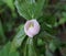 Himalayan May Apple, Podophyllum hexandrum, Indian podophyllum