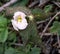 Himalayan May Apple, Podophyllum hexandrum, Indian podophyllum