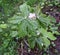 Himalayan May Apple, Podophyllum hexandrum, Indian podophyllum