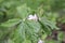 Himalayan May Apple, Podophyllum hexandrum, Indian podophyllum