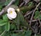 Himalayan May Apple, Podophyllum hexandrum, Indian podophyllum