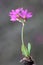 Himalayan meadow primrose, Primula rosea