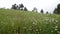 Himalayan Meadows Cinematic Beauty: Blooming White Lilies in Tehri Garhwal, Uttarakhand, India