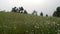 Himalayan Meadows Cinematic Beauty: Blooming White Lilies in Tehri Garhwal, Uttarakhand, India