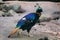 Himalayan monal (Lophophorus impejanus).