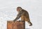 Himalayan monkey sitting on rusty barrel