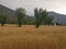 Himalayan mountain steppe terrace farmland n wheat fields