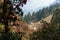 The Himalayan Mountains, Nepal. Flowering rhododendrons.