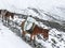 Himalayan mules post - Snowy weather in Thorong La Pass, Nepal
