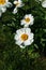 Himalayan peony. Krinkled White. Paeonia ostii Beautiful flower in landscape design