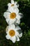 Himalayan peony. Krinkled White. Paeonia ostii Beautiful flower in landscape design