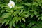 Himalayan peony, Paeonia emodi, ood-e-saleeb