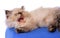 Himalayan Persian kitten yawning or angry with open mouth