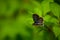 Himalayan Pierrot butterfly nectaring on flower