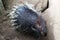 A Himalayan Porcupine Sitting on the Ground