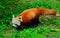 Himalayan red panda walking over green grasses