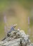 Himalayan Rock Agama male in a breeding plumage seen near Dehradun,Uttarakhand,India