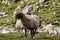 Himalayan sheep roaming in mountains on grass