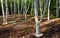 Himalayan Silver Birch with their pure white trunks  in winter garden.