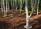 Himalayan Silver Birch with their pure white trunks in winter garden.