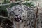 Himalayan snow leopard- Bronx Zoo New York