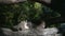 A Himalayan snow leopard Panthera uncia lounges on a rock, beautiful irbis in captivity at the zoo