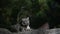 A Himalayan snow leopard Panthera uncia lounges on a rock, beautiful irbis in captivity at the zoo