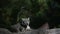 A Himalayan snow leopard Panthera uncia lounges on a rock, beautiful irbis in captivity at the zoo